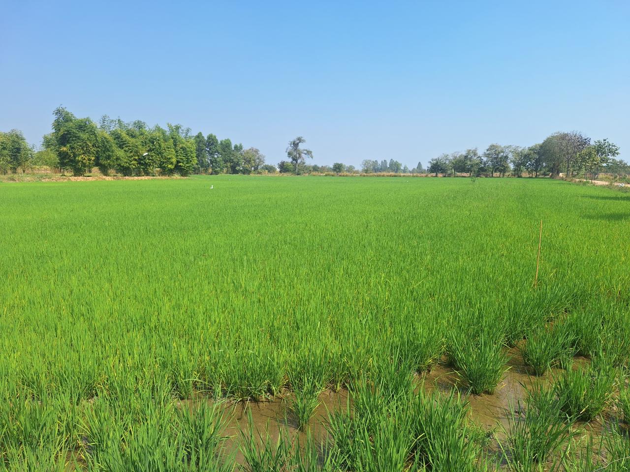 ภาพประกอบที่ 10