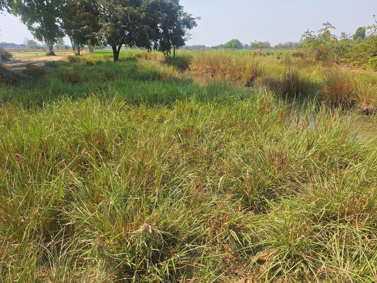 ภาพประกอบที่ 12