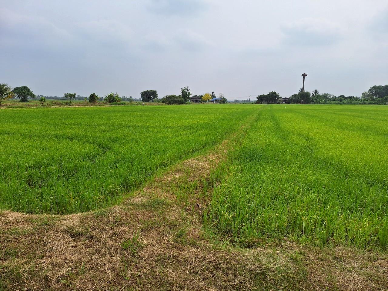 ภาพประกอบที่ 7