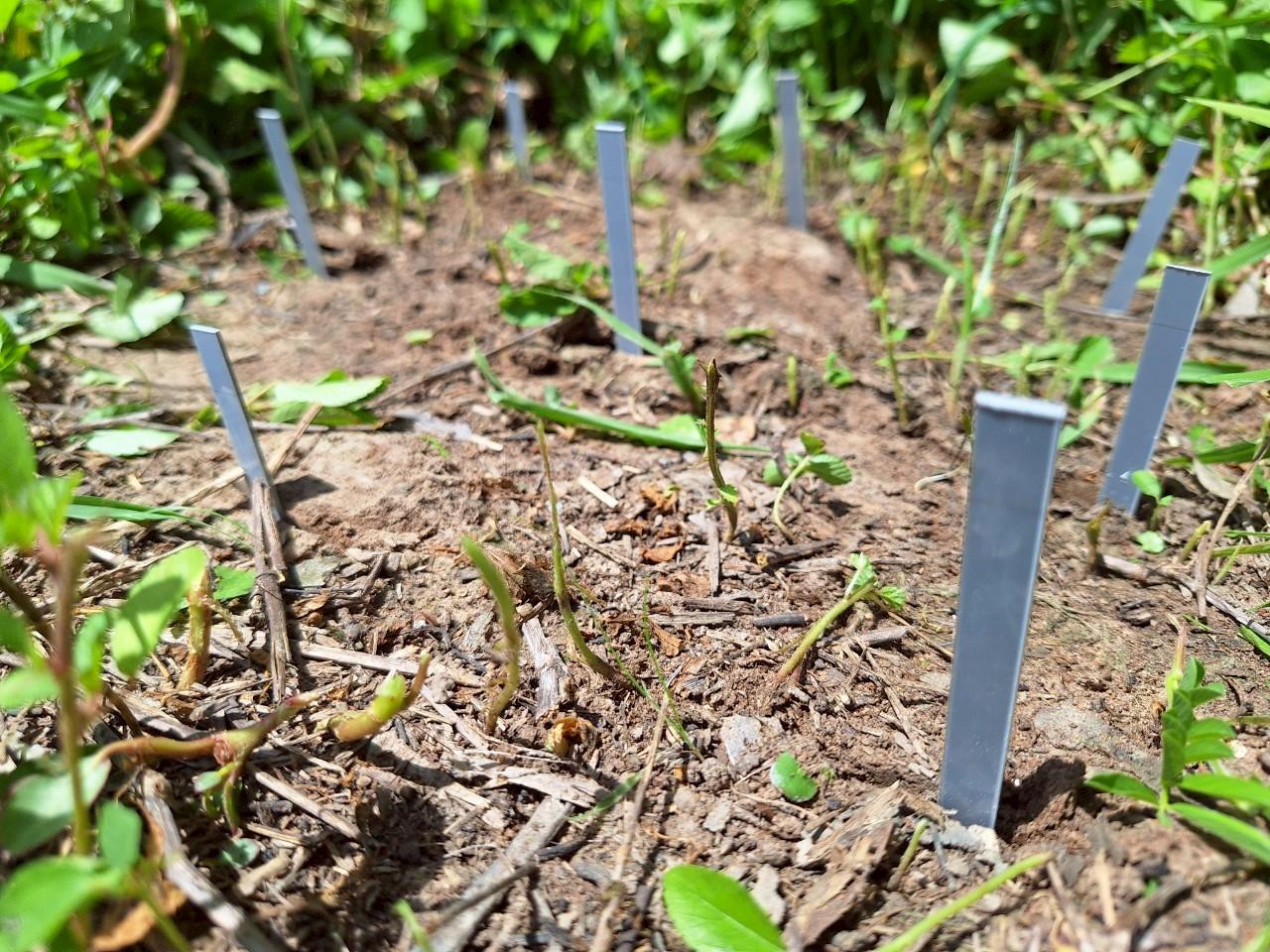 ภาพประกอบที่ 16