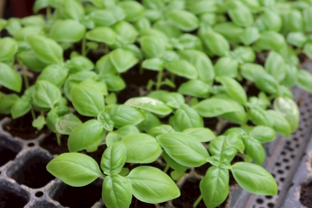 ภาพประกอบที่ 17