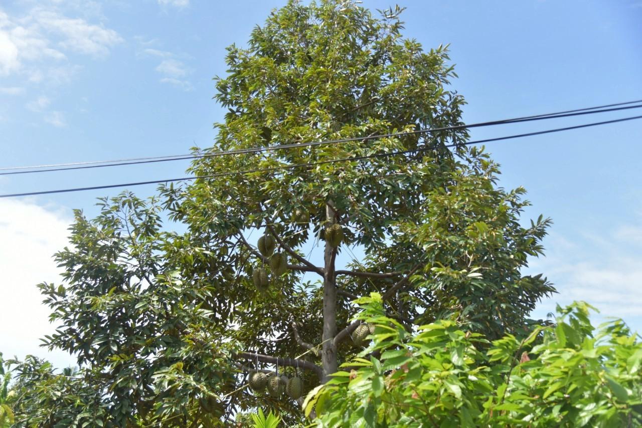 ภาพประกอบที่ 11