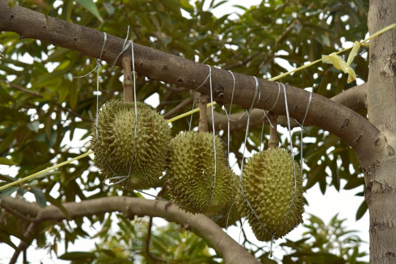 ภาพประกอบที่ 13