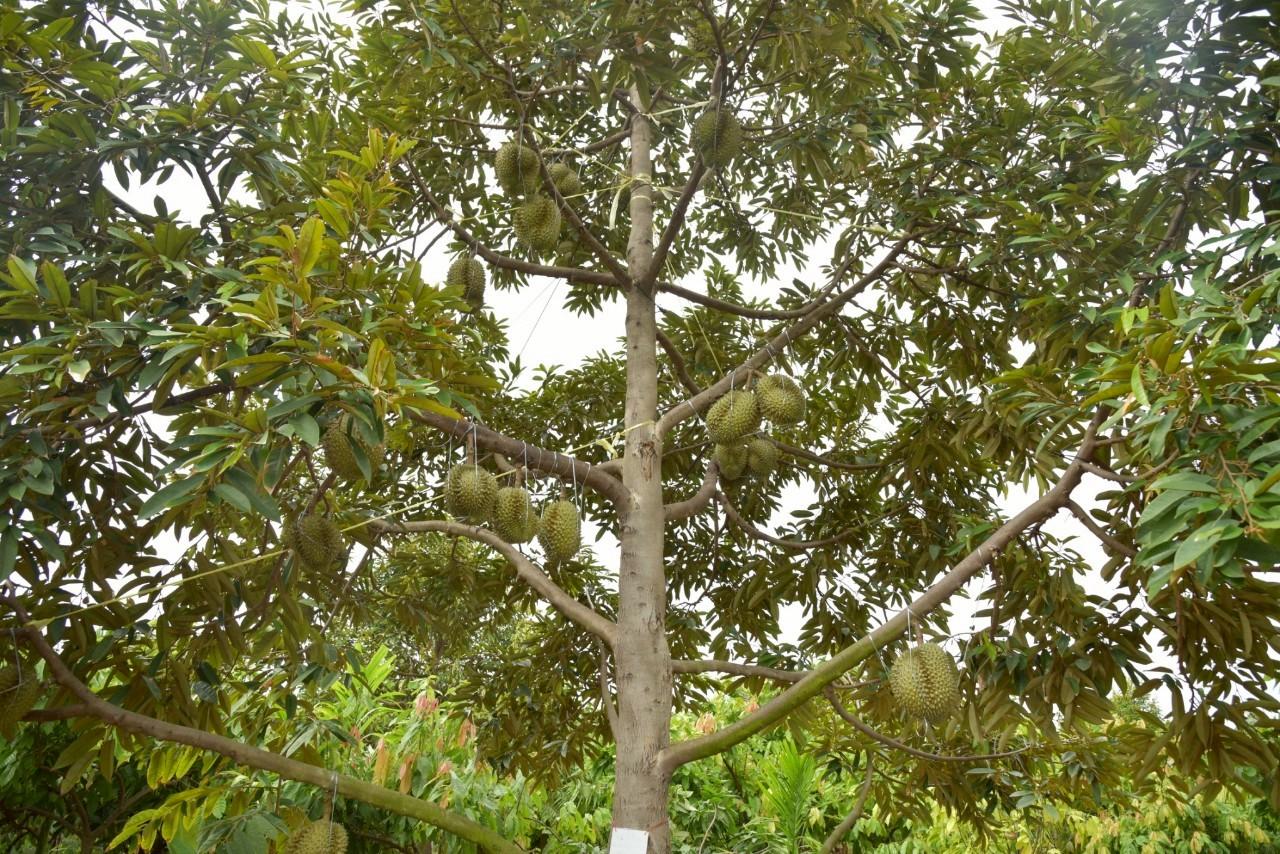 ภาพประกอบที่ 16