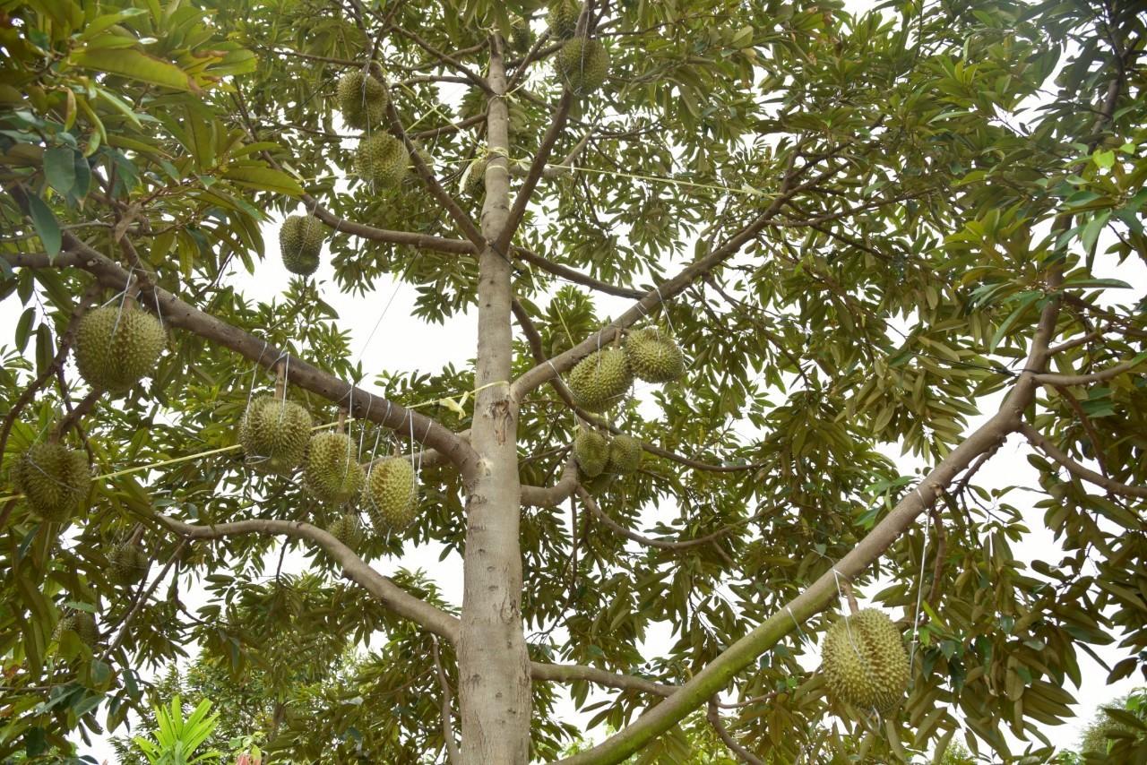 ภาพประกอบที่ 17