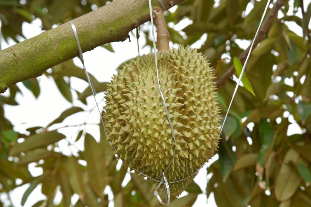 ภาพประกอบที่ 18