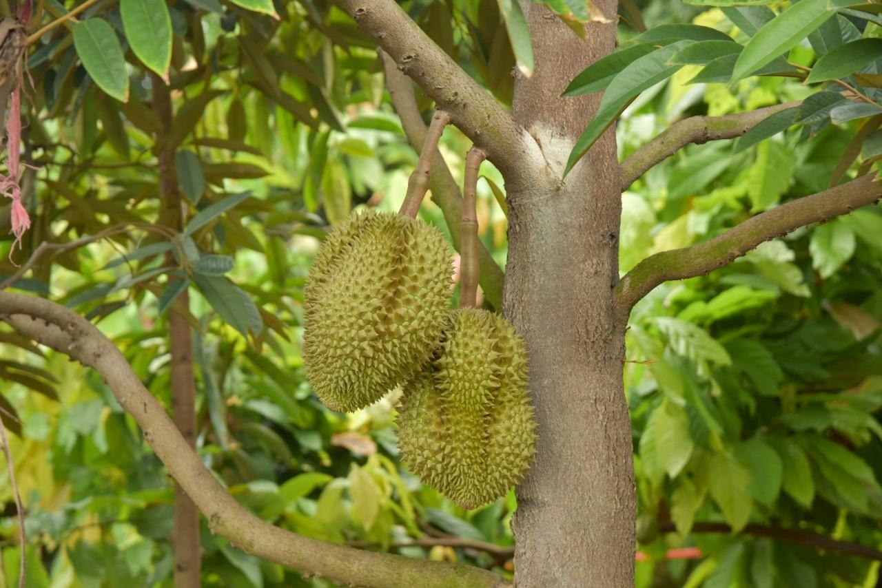 ภาพประกอบที่ 21