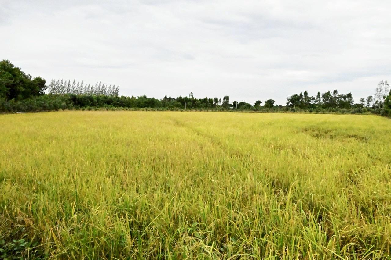 ภาพประกอบที่ 8