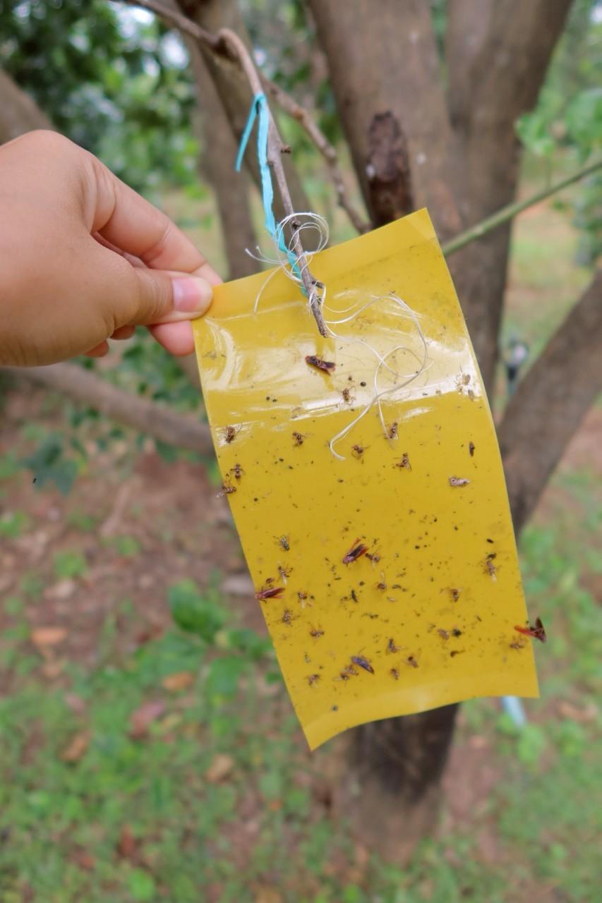 ภาพประกอบที่ 36