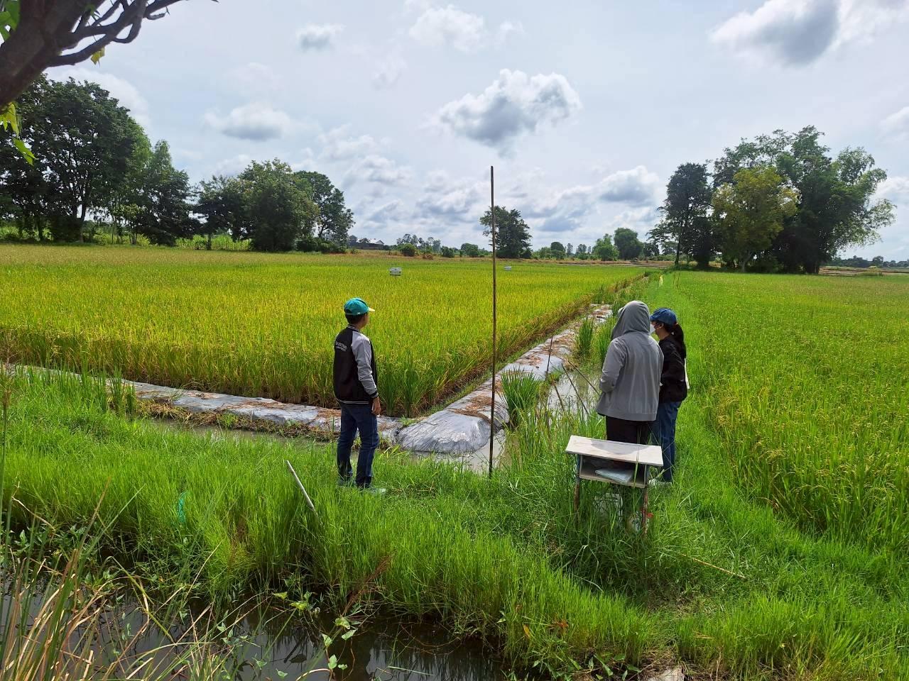 ภาพประกอบที่ 1