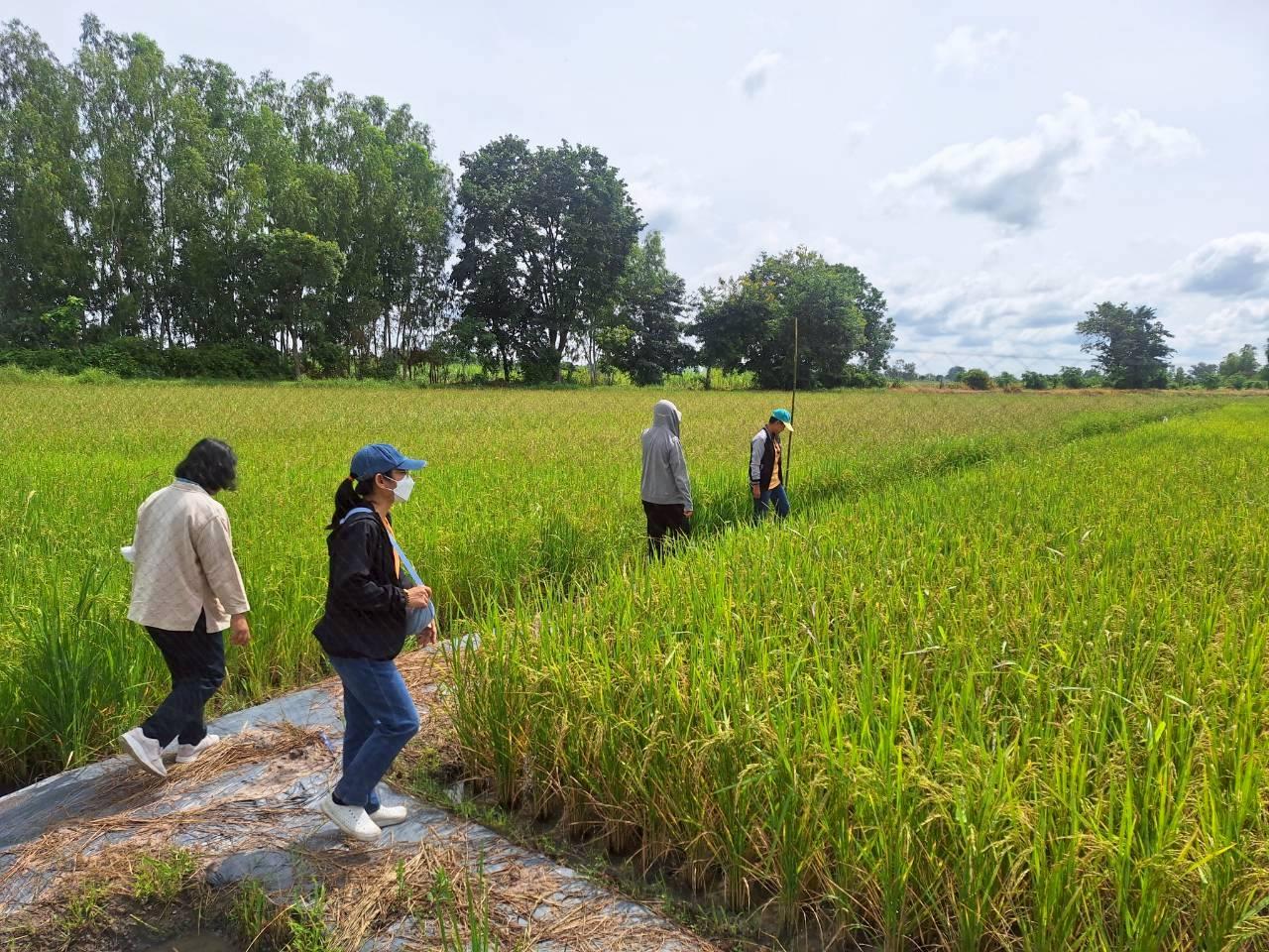 ภาพประกอบที่ 2