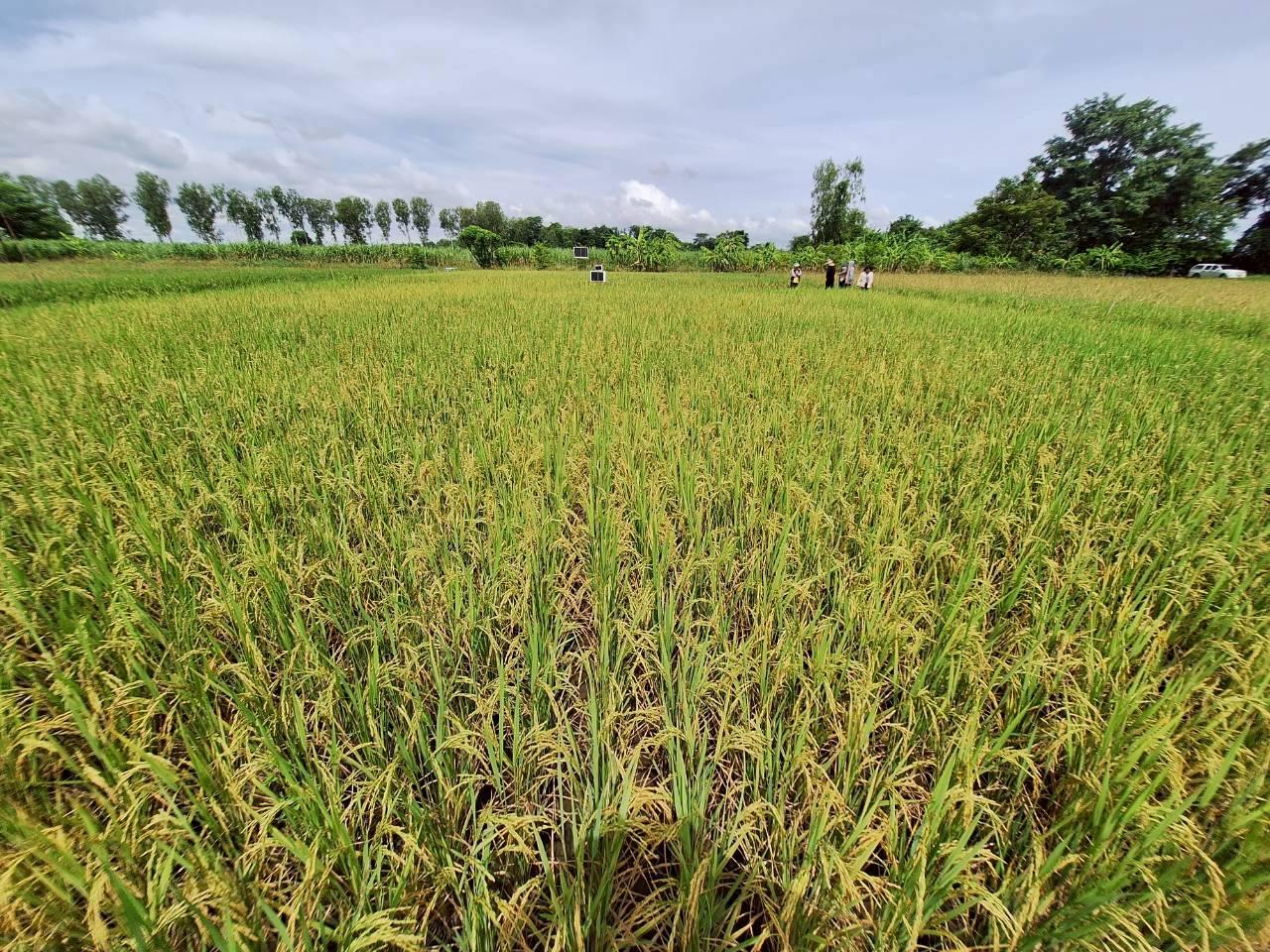 ภาพประกอบที่ 6