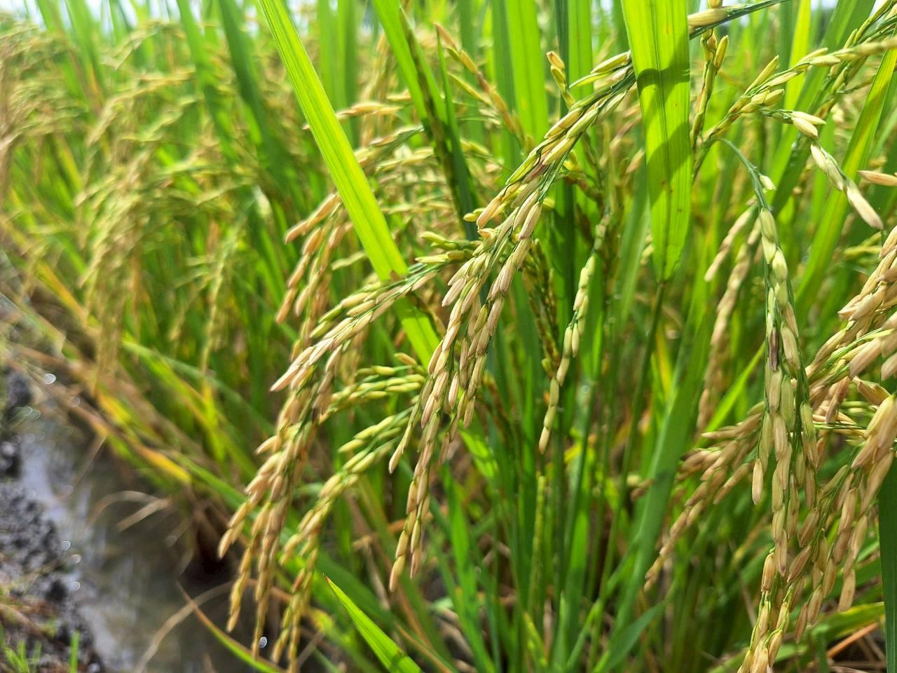 ภาพประกอบที่ 8