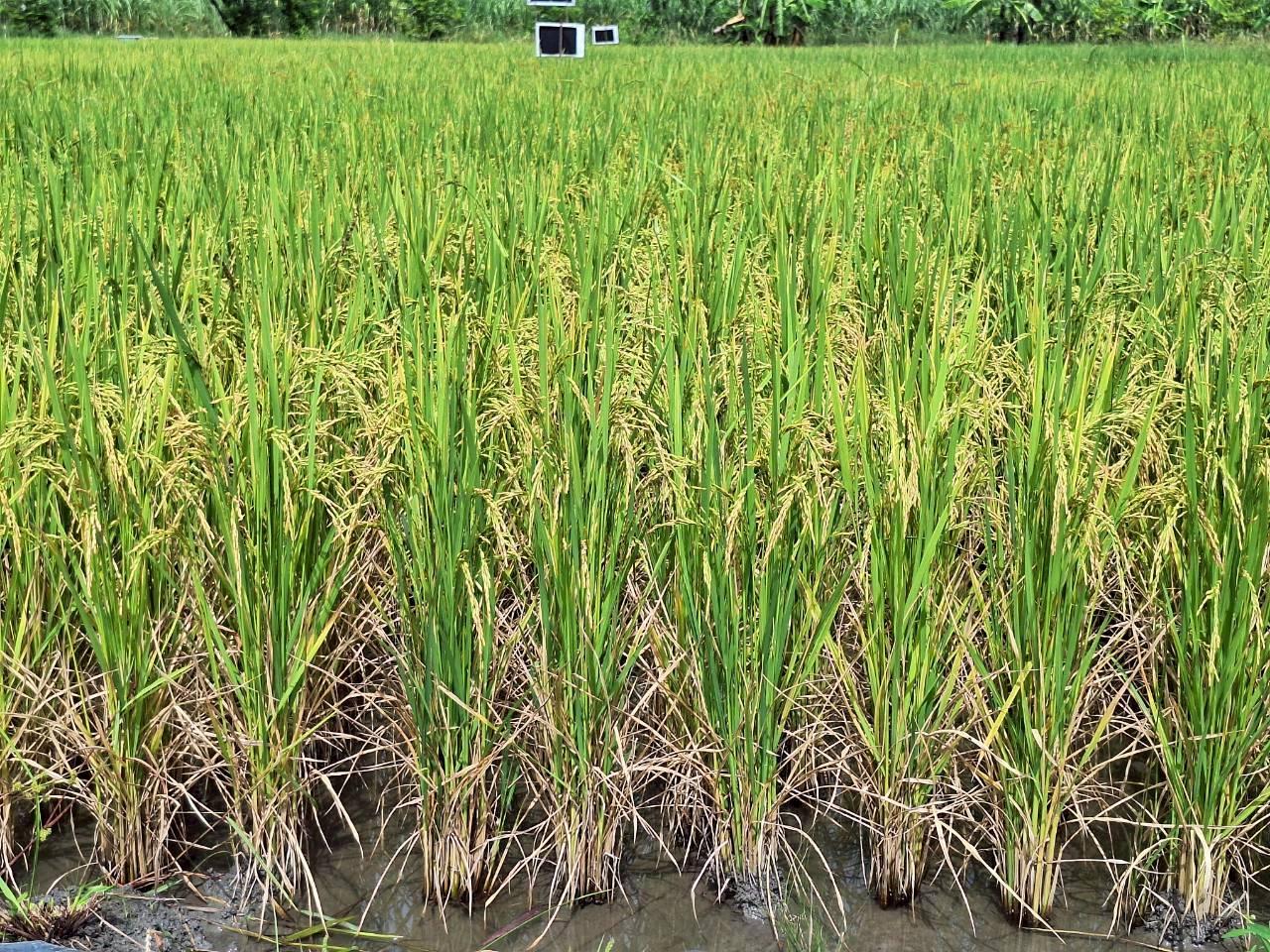 ภาพประกอบที่ 10