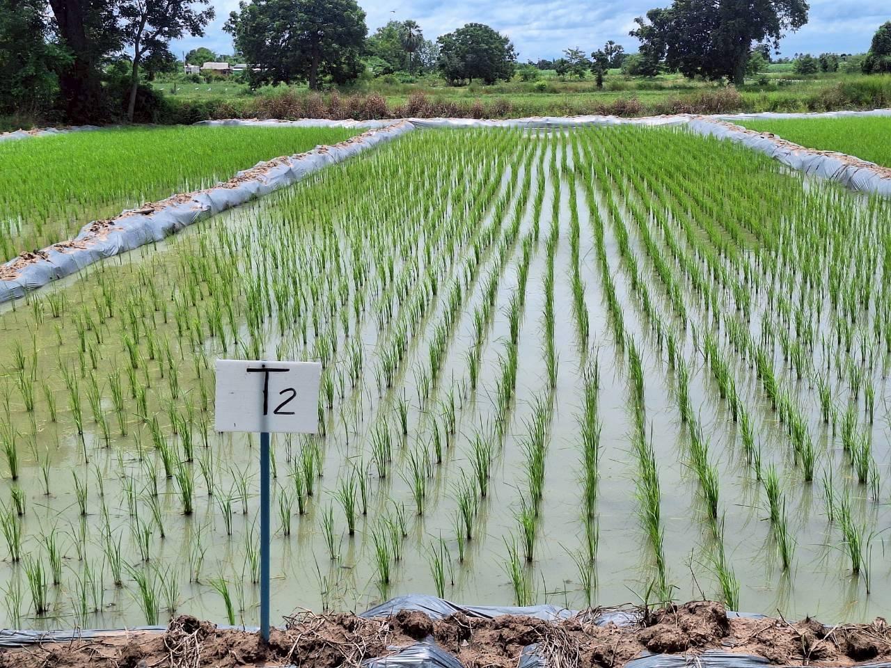 ภาพประกอบที่ 17