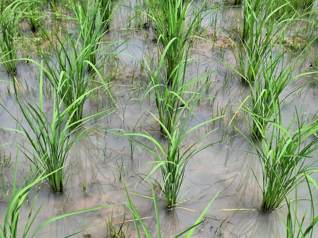 ภาพประกอบที่ 19