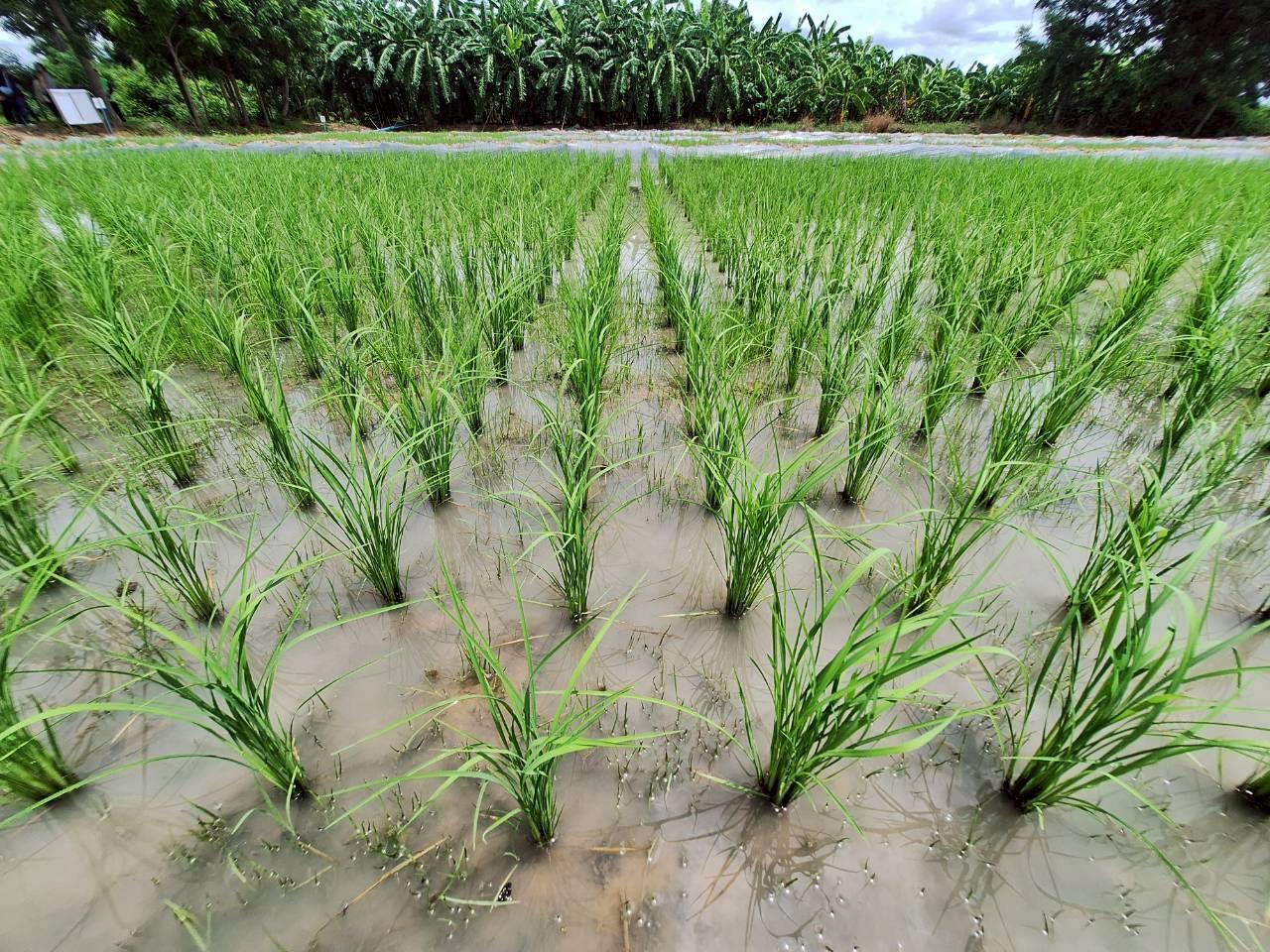 ภาพประกอบที่ 20