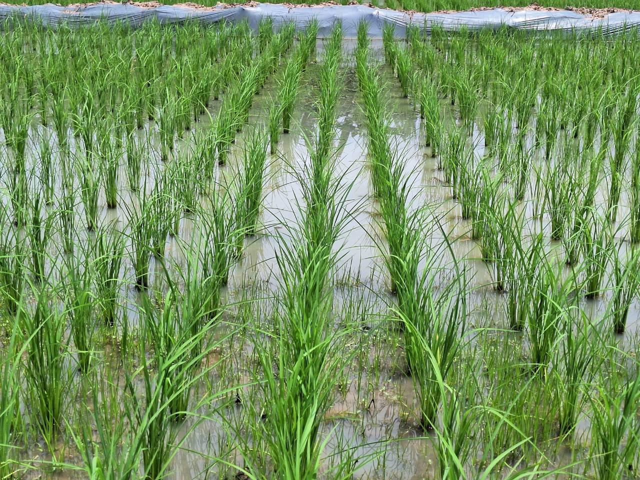 ภาพประกอบที่ 21