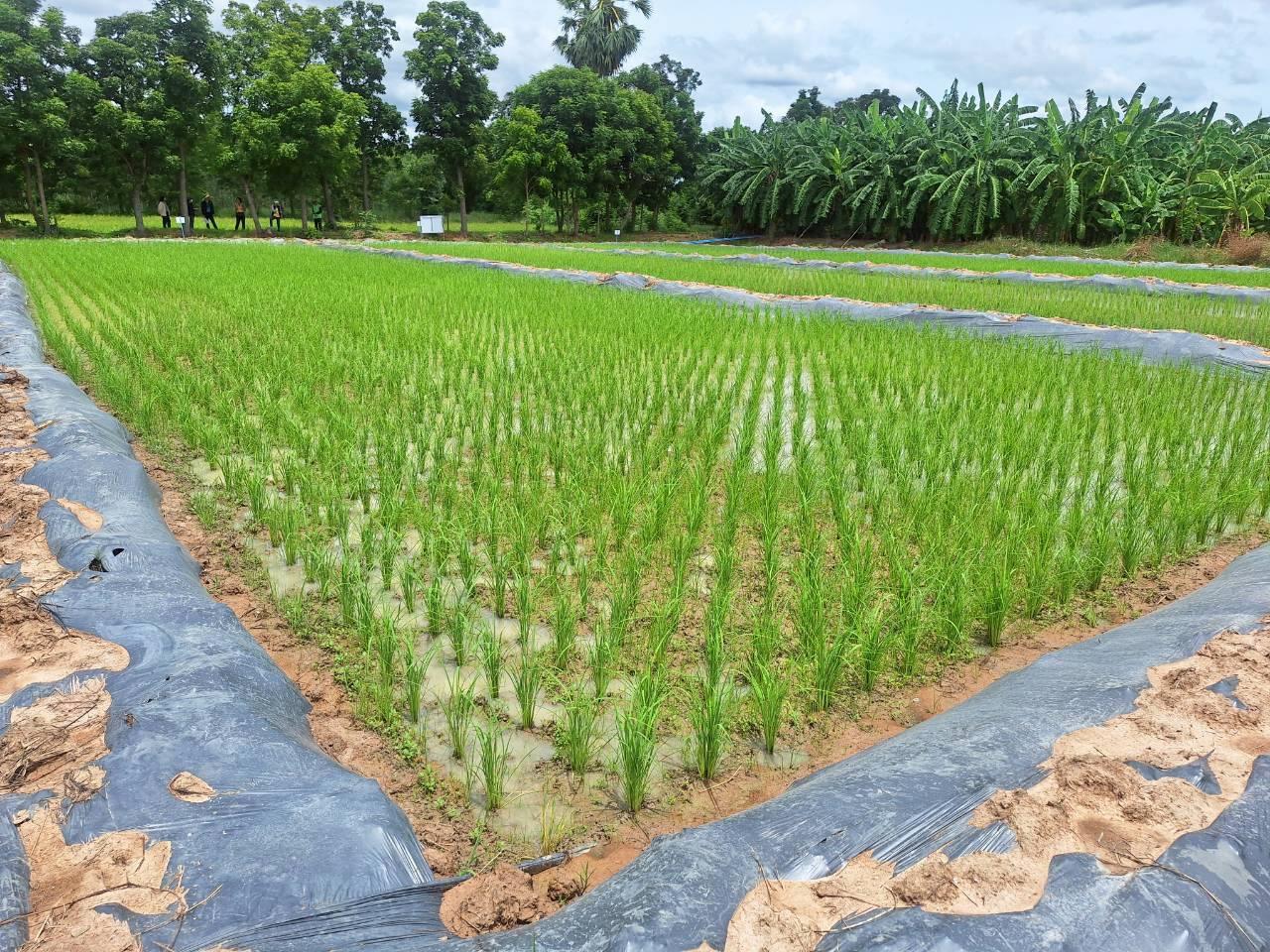 ภาพประกอบที่ 23