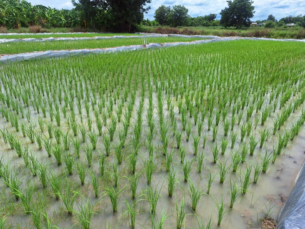 ภาพประกอบที่ 24