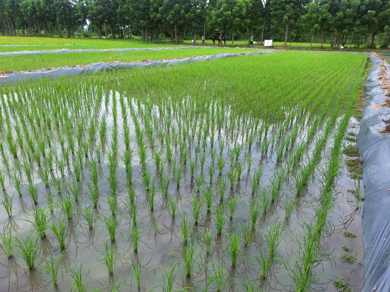 ภาพประกอบที่ 25