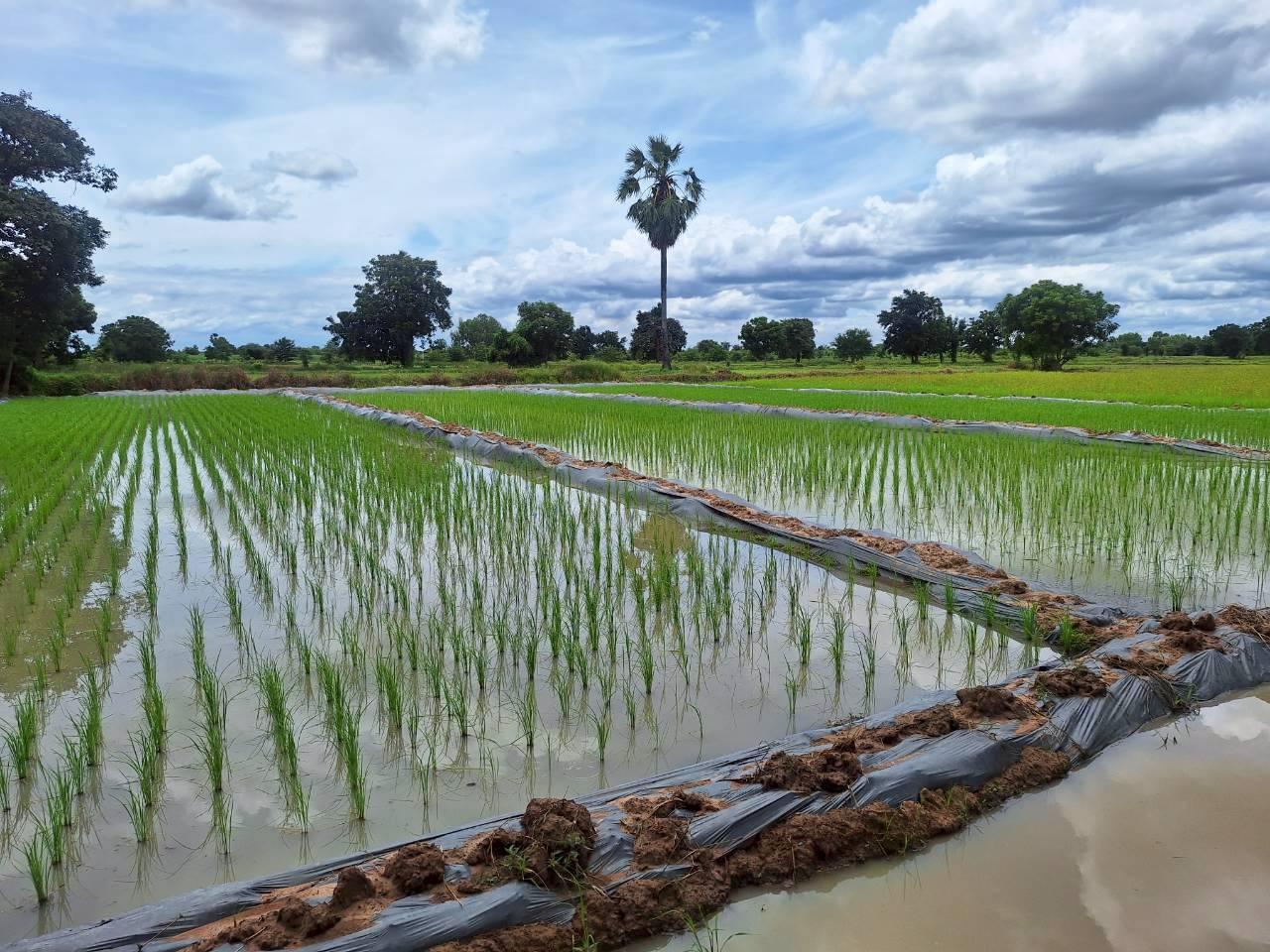 ภาพประกอบที่ 26