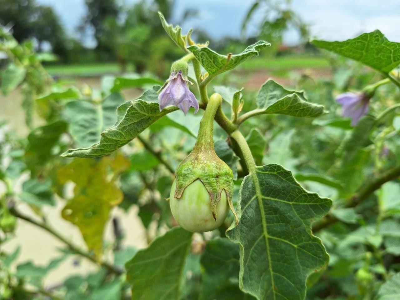 ภาพประกอบที่ 6