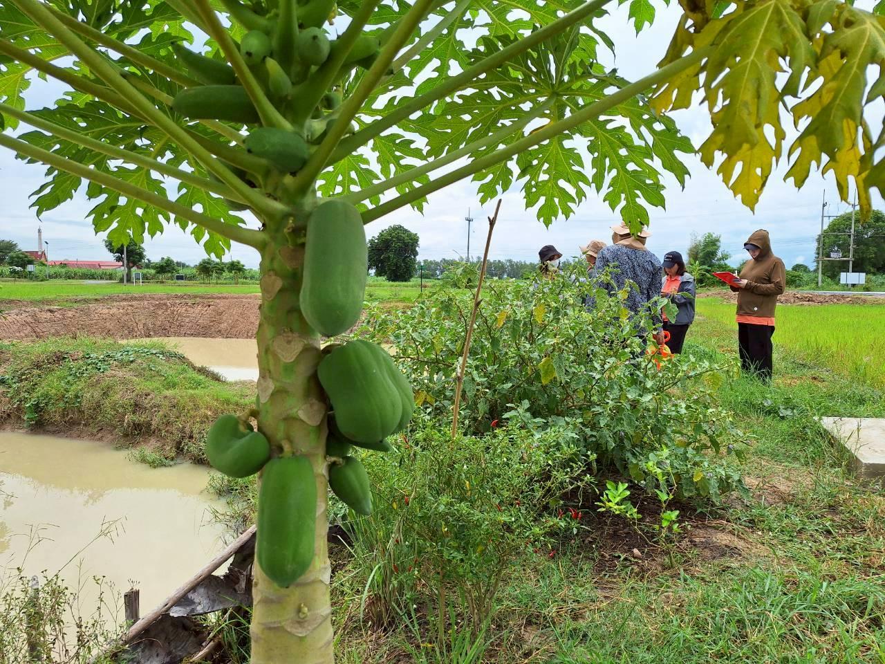 ภาพประกอบที่ 7