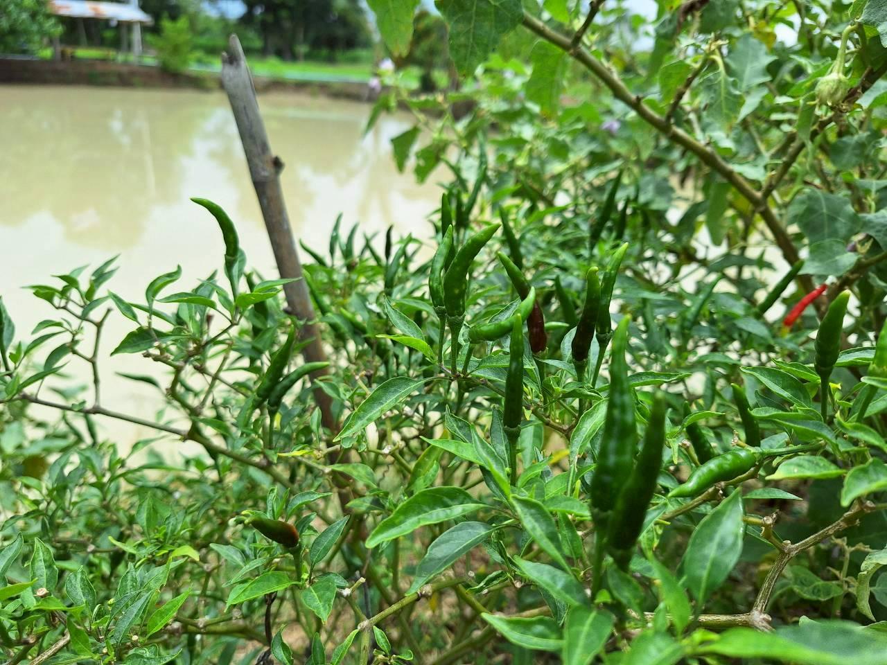 ภาพประกอบที่ 8