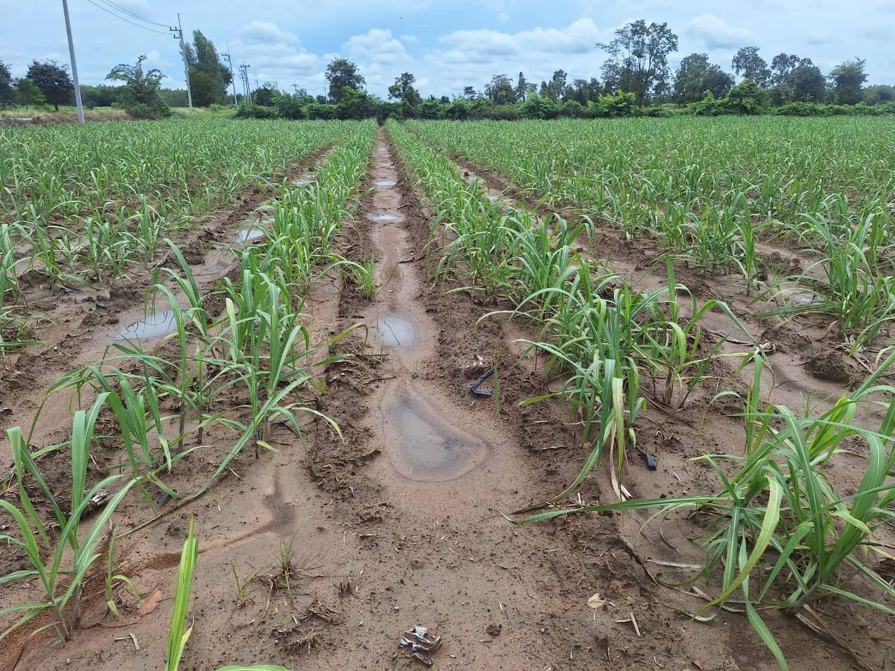 ภาพประกอบที่ 5