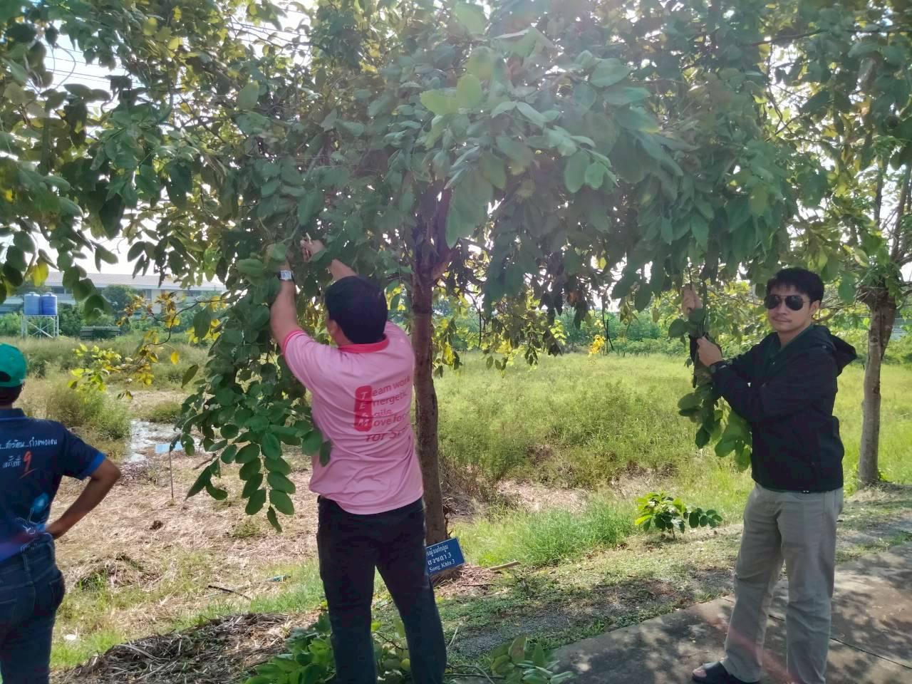 ภาพประกอบที่ 11