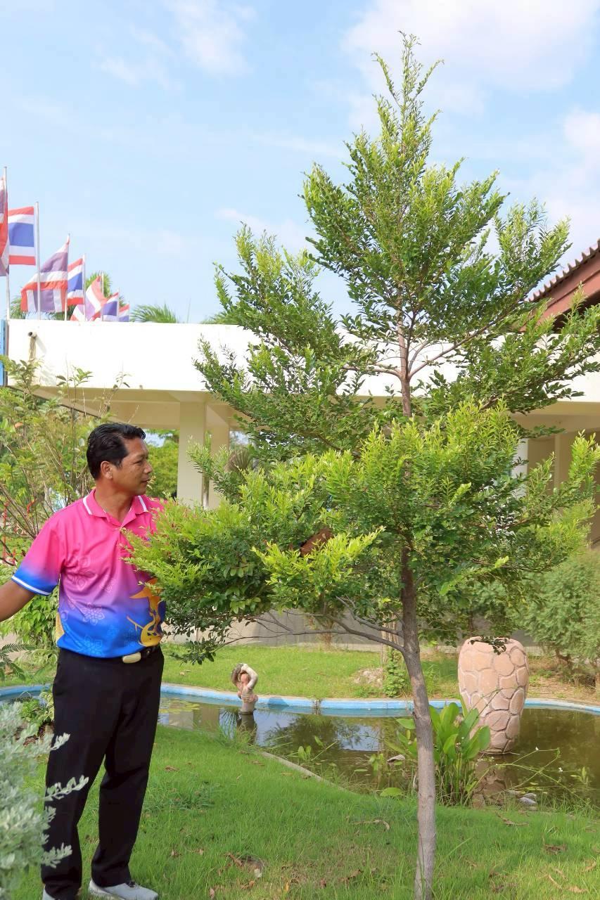 ภาพประกอบที่ 2