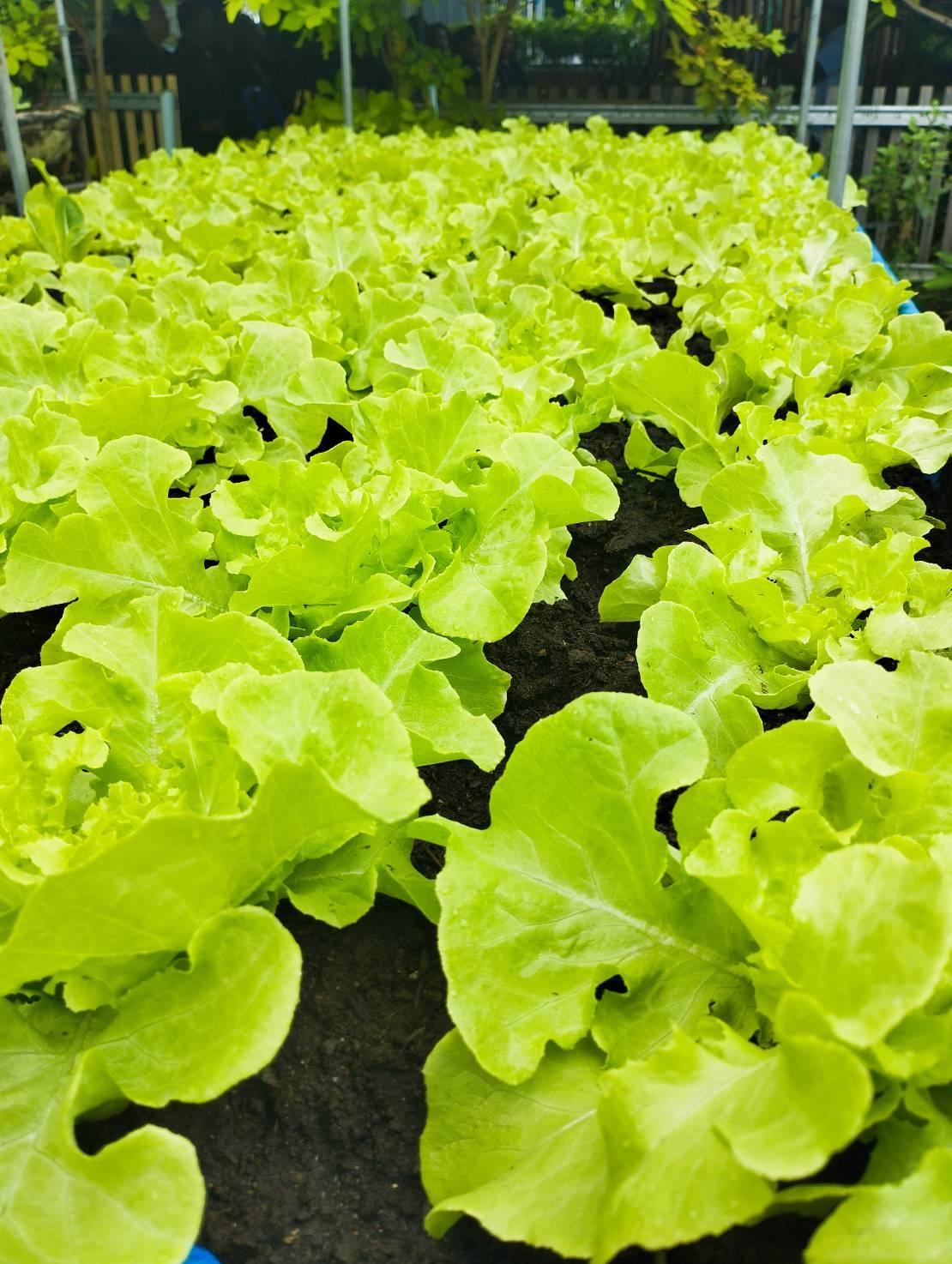 ภาพประกอบที่ 12