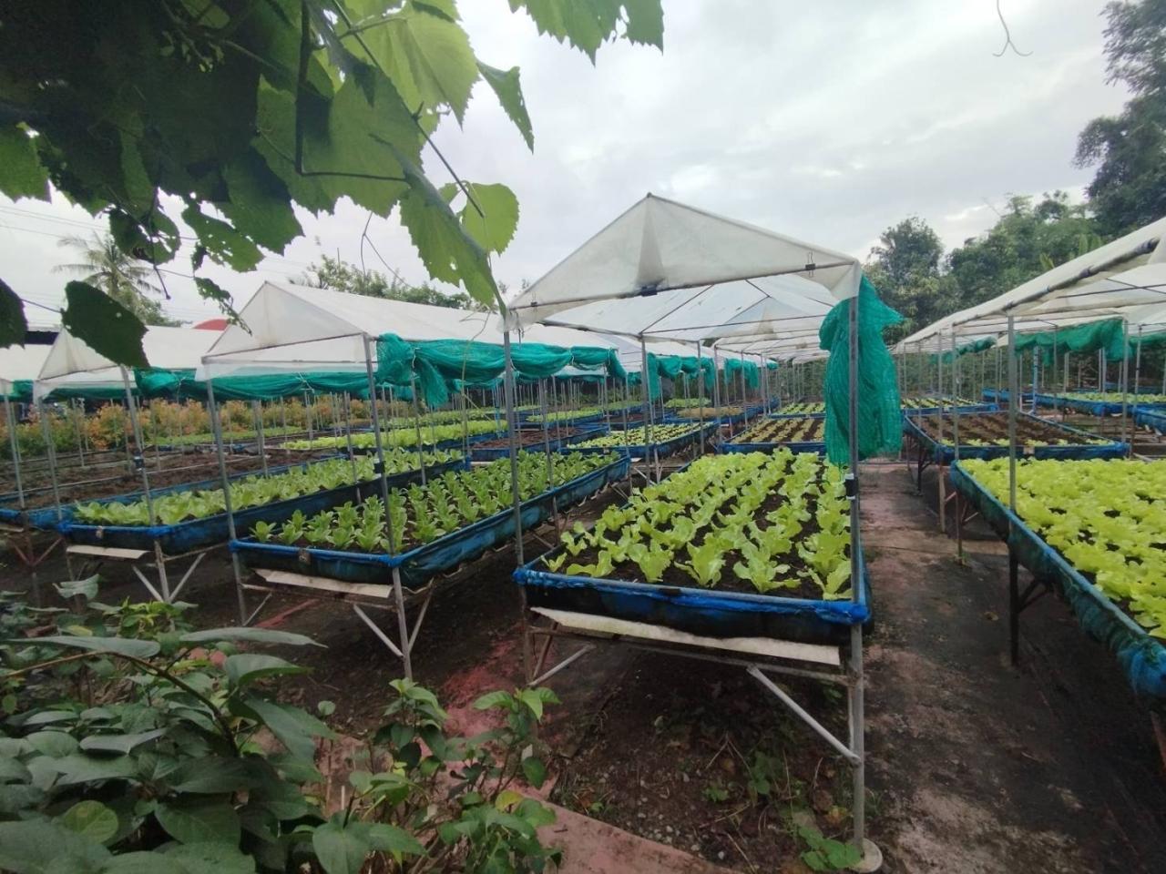 ภาพประกอบที่ 16