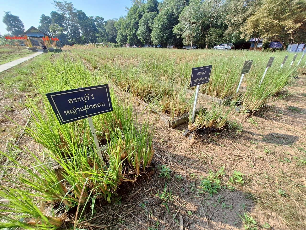 ภาพประกอบที่ 11