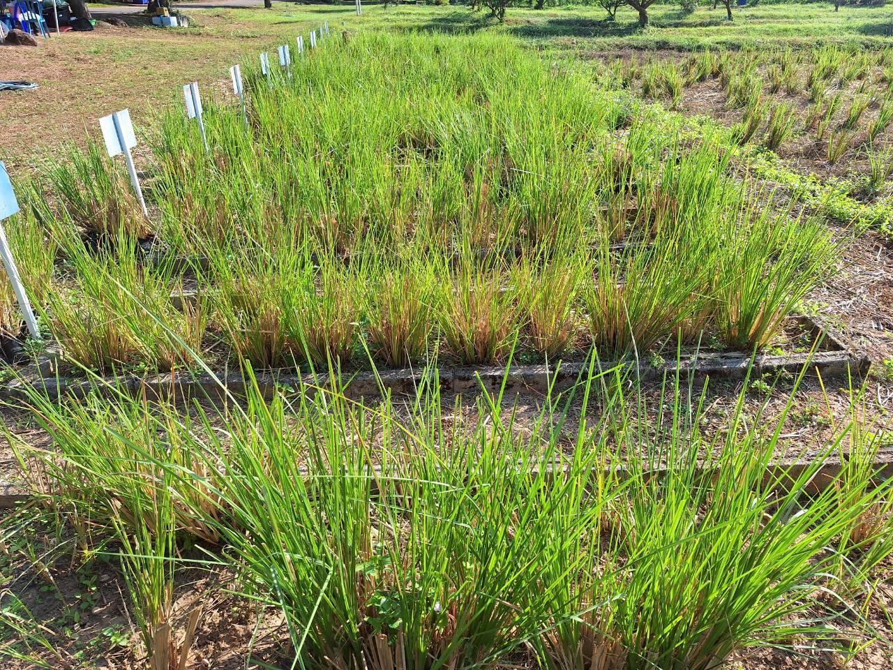 ภาพประกอบที่ 12