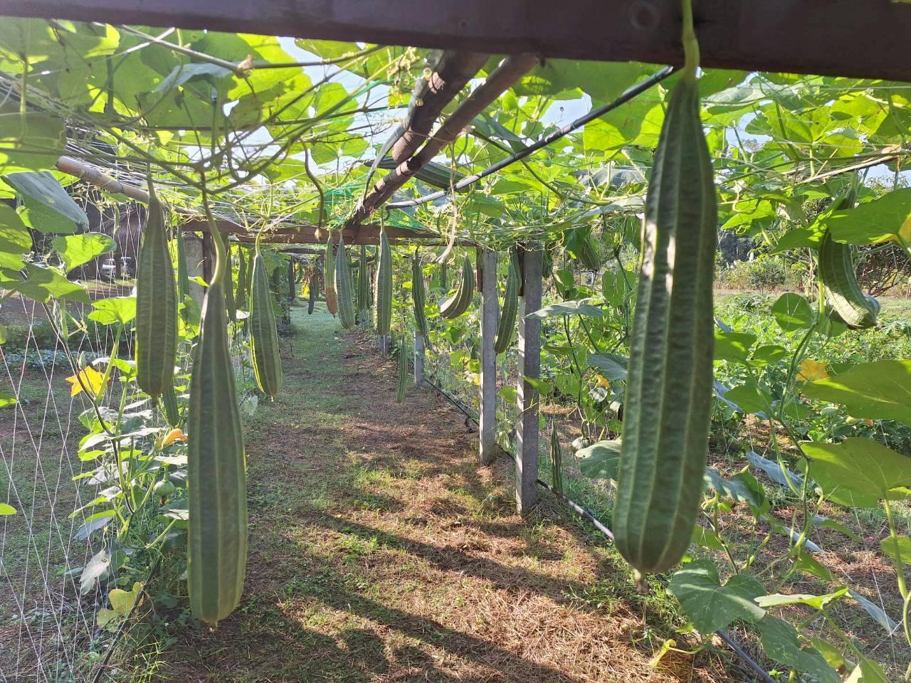 ภาพประกอบที่ 15