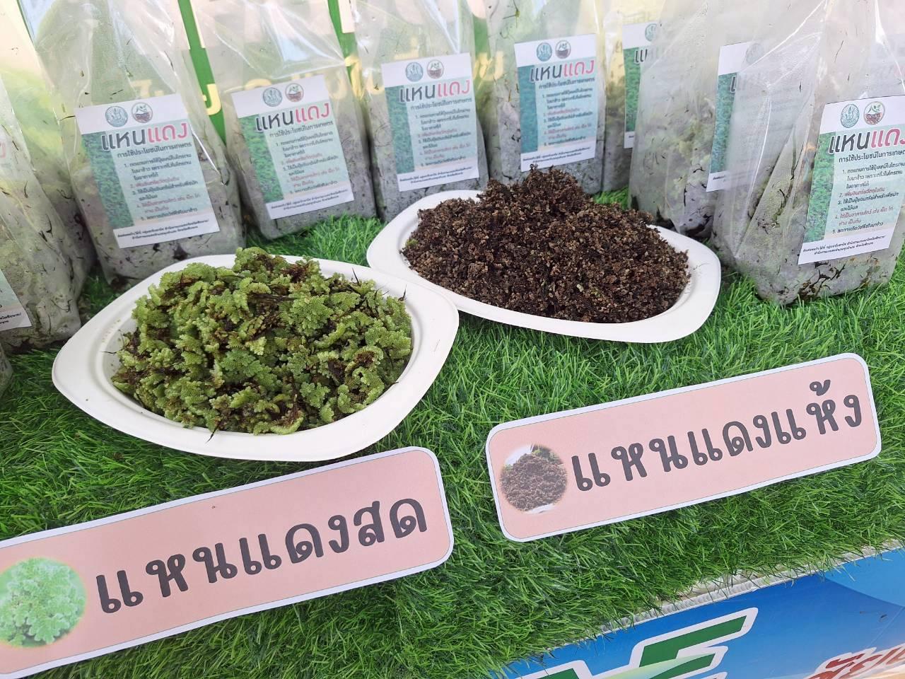 ภาพประกอบที่ 20