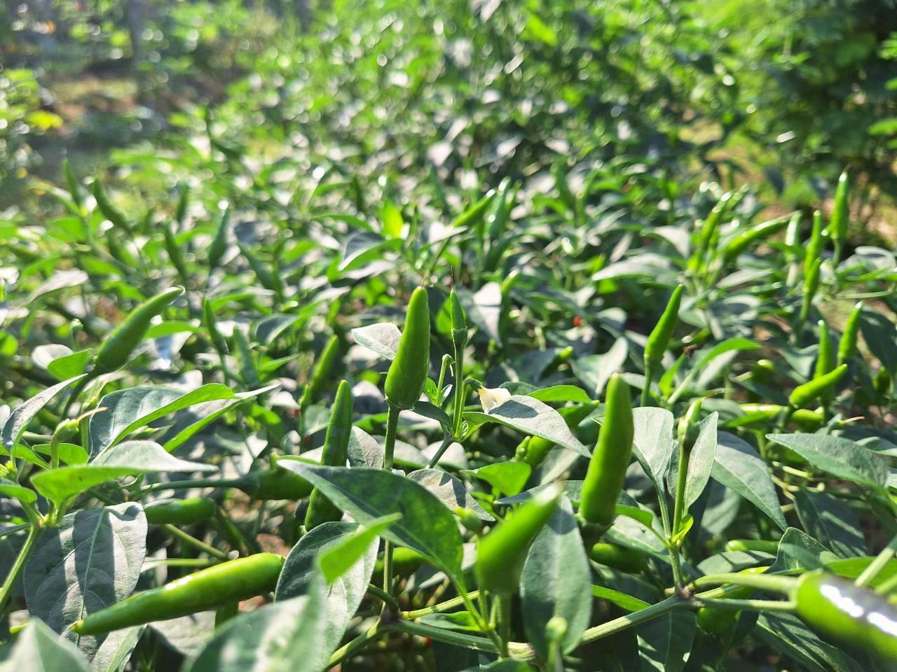 ภาพประกอบที่ 29