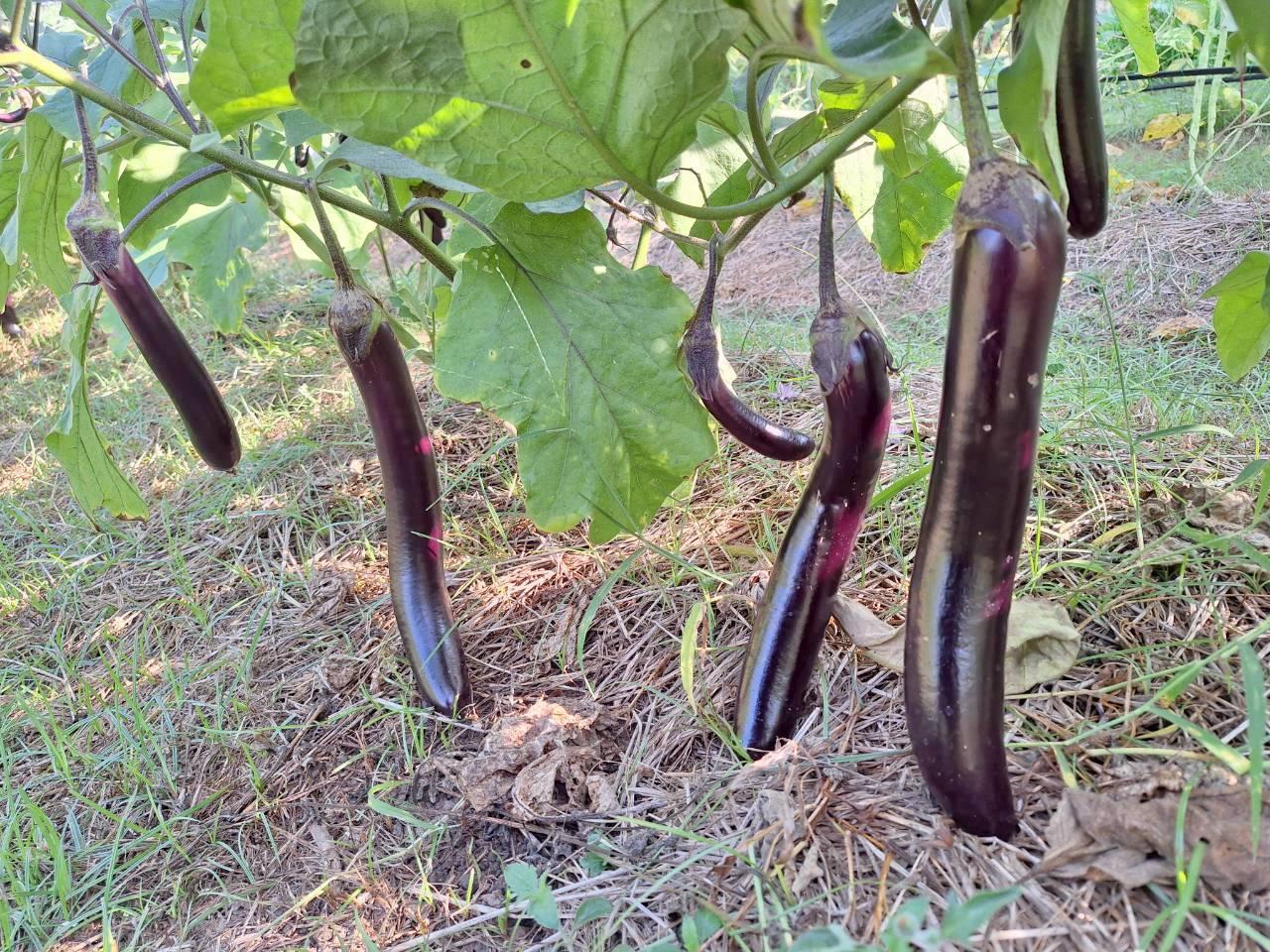 ภาพประกอบที่ 30