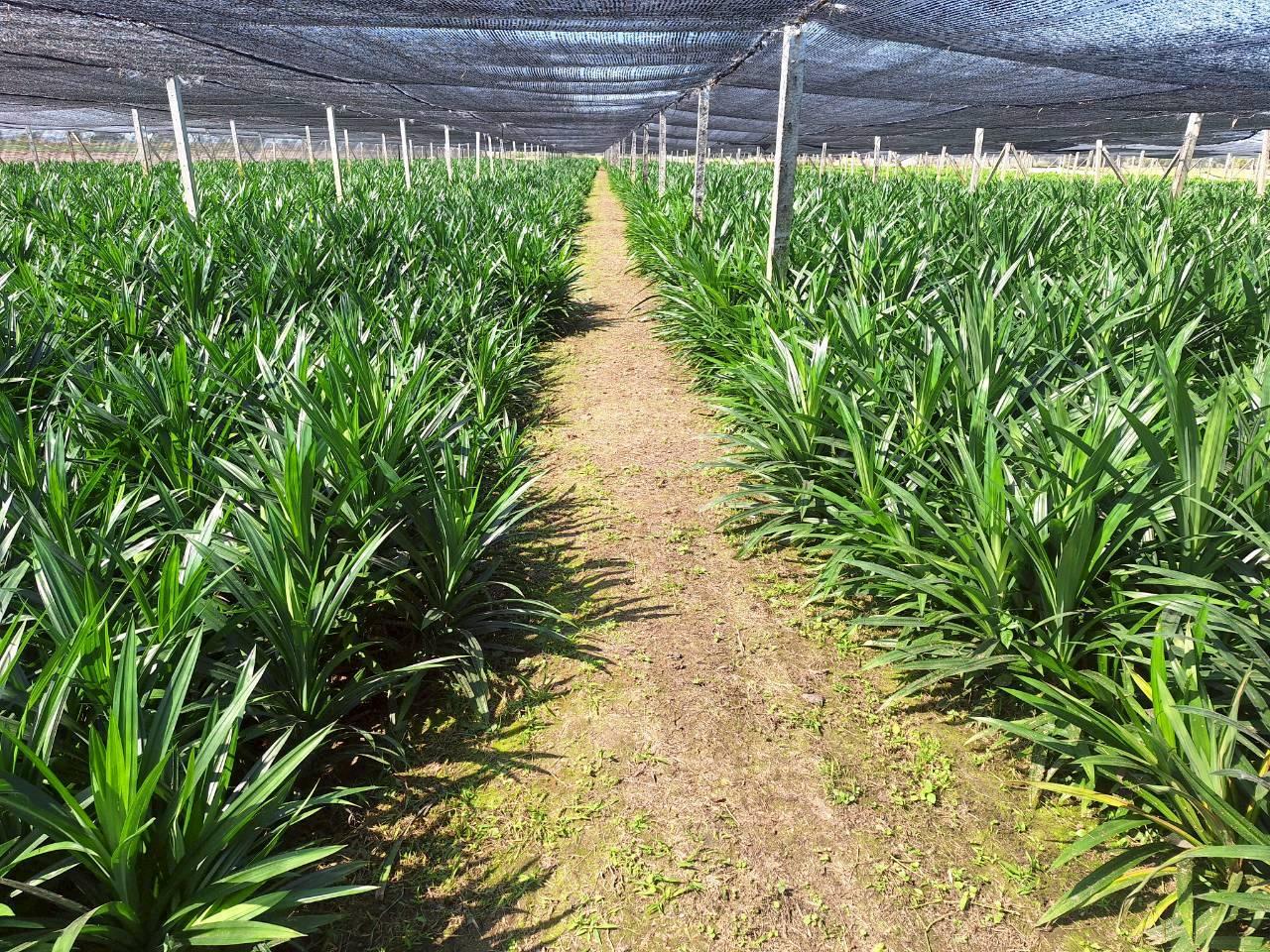 ภาพประกอบที่ 6