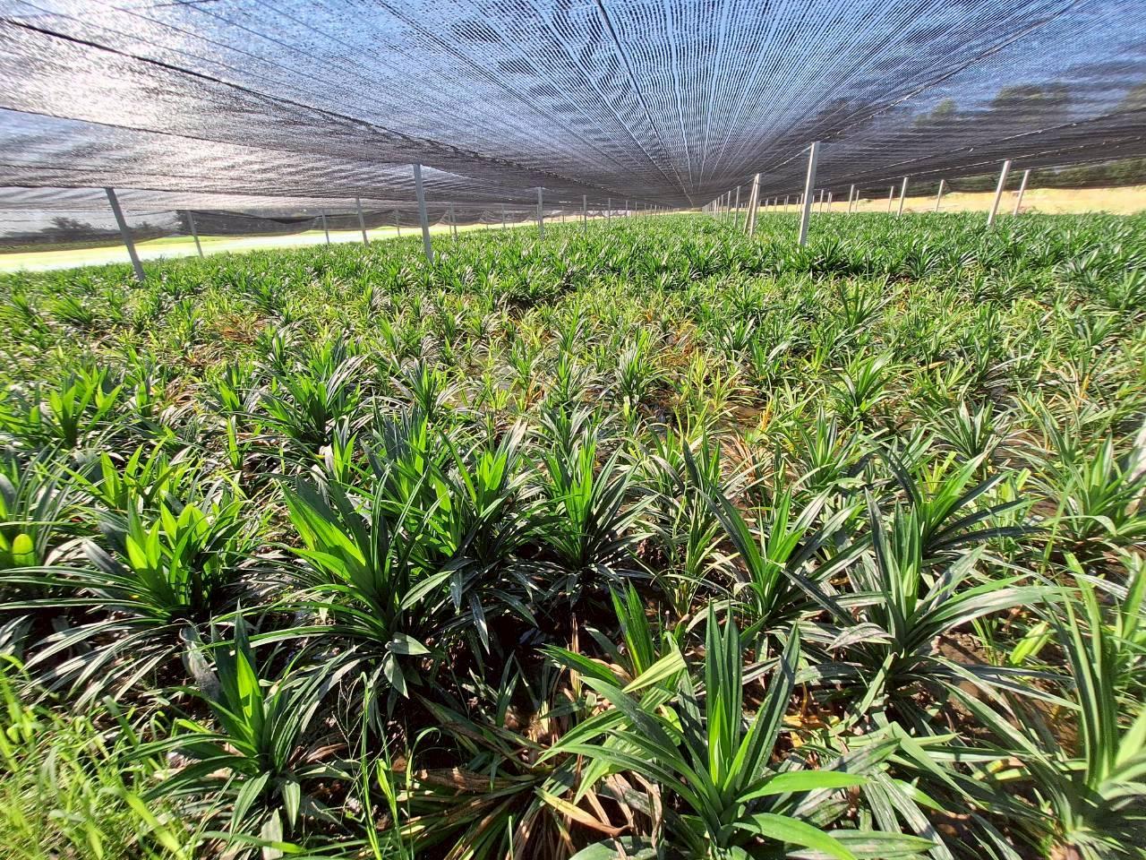 ภาพประกอบที่ 7