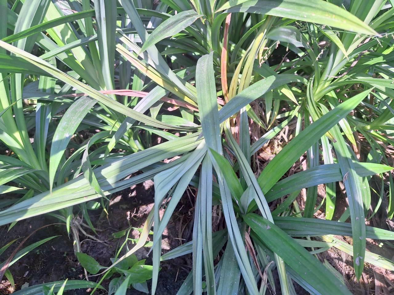 ภาพประกอบที่ 8