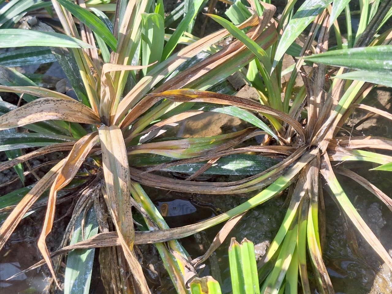 ภาพประกอบที่ 9