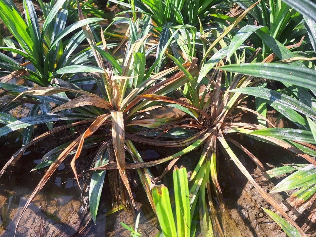 ภาพประกอบที่ 10