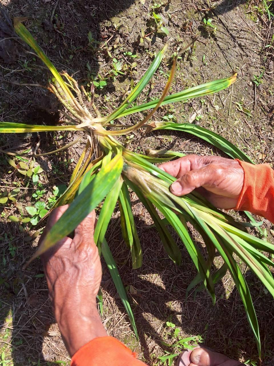 ภาพประกอบที่ 11