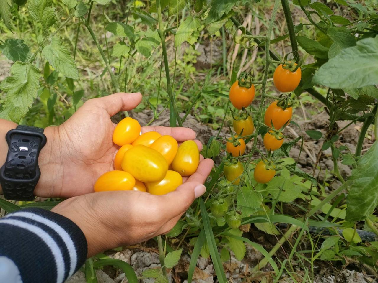 ภาพประกอบที่ 17