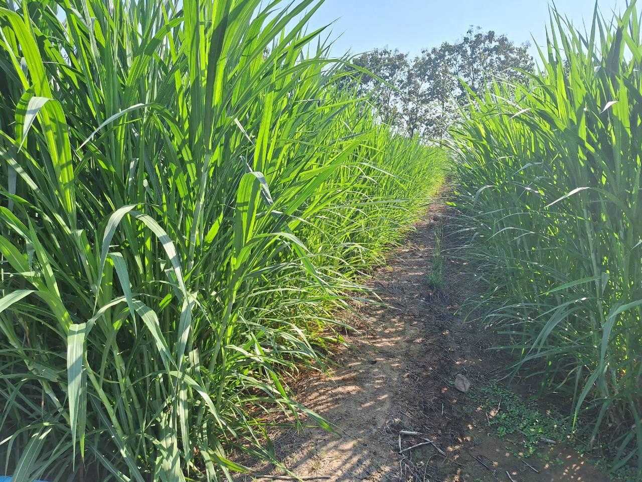 ภาพประกอบที่ 7