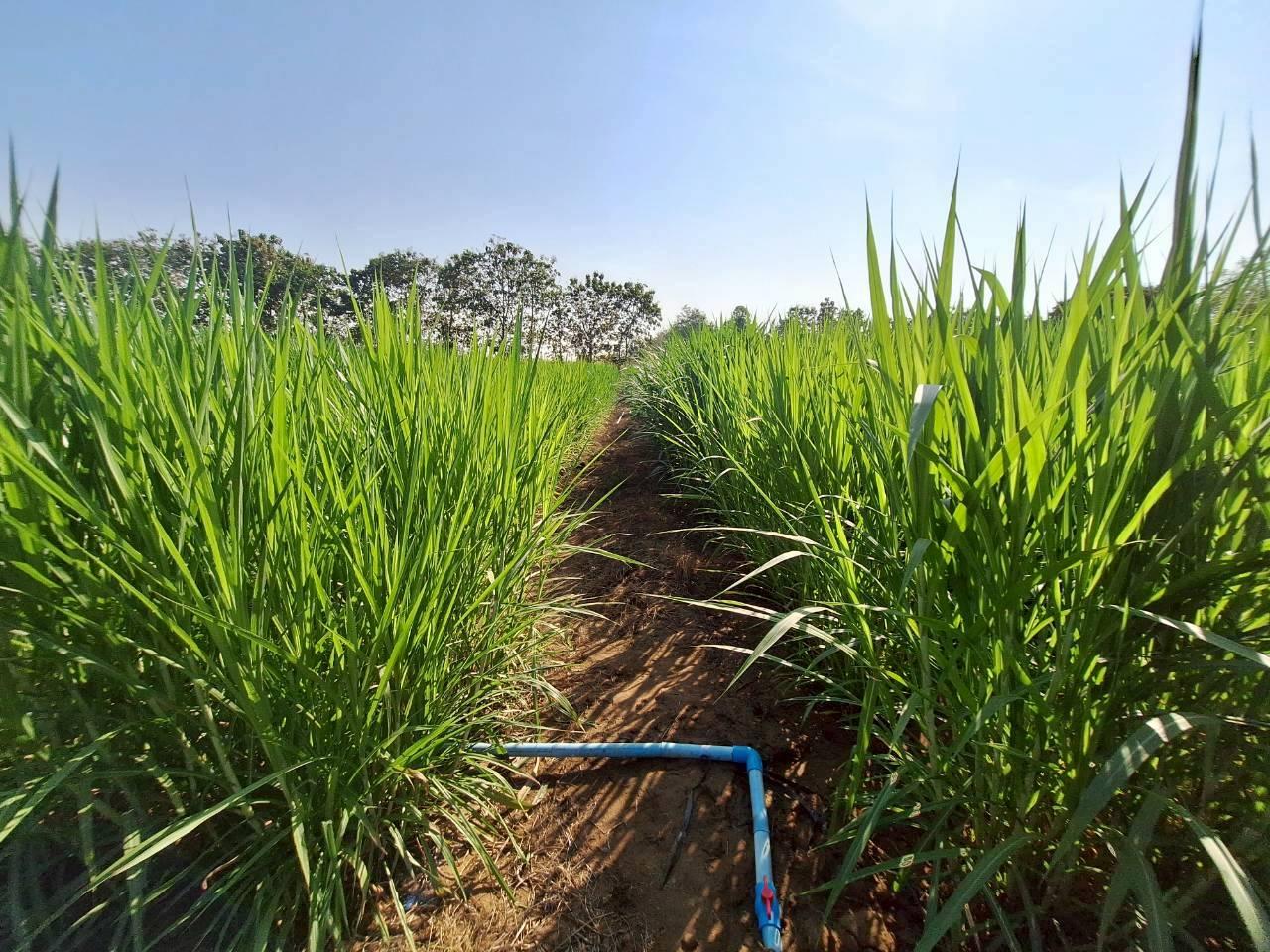 ภาพประกอบที่ 8