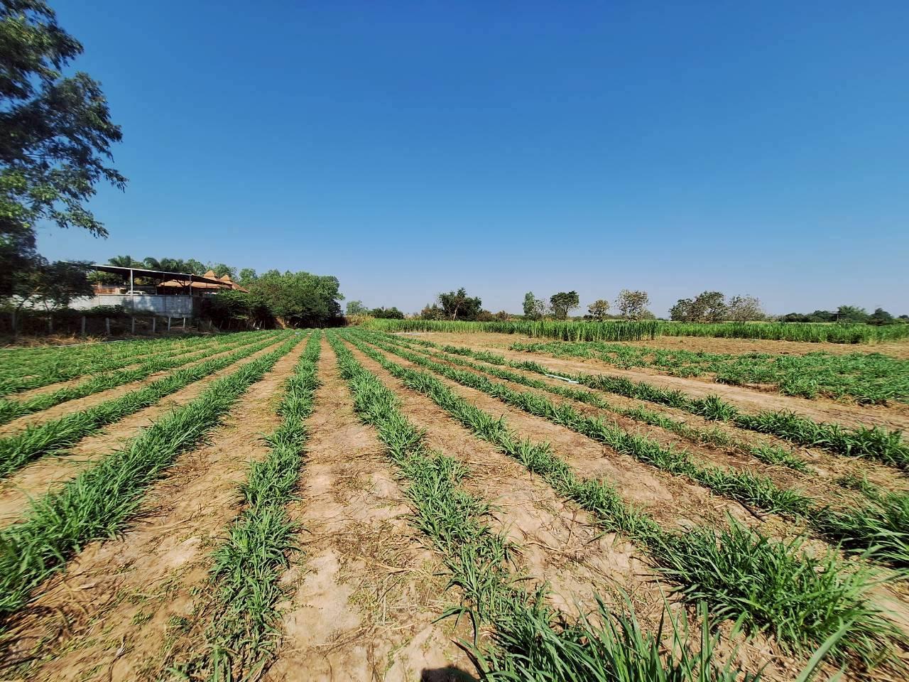 ภาพประกอบที่ 9